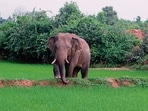The protests were triggered by two fatal elephant attacks in the region over the past five days. (Representational Image)
