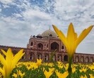 Humayun's Tomb on Sunday. (Vipin Kumar/HT Photo) Humayun's Tomb on Sunday. (Vipin Kumar/HT Photo)