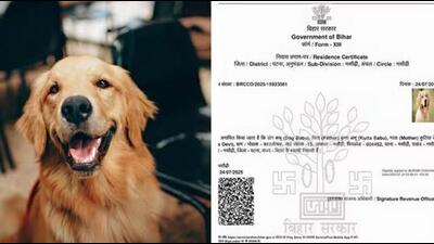 A residence certificate in the name of Dog Babu has led to embarrassment for the Bihar government A residence certificate in the name of Dog Babu has led to embarrassment for the Bihar government
