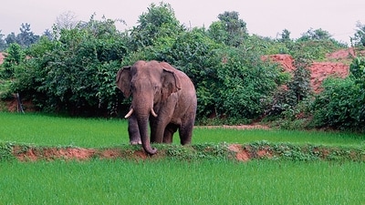 The protests were triggered by two fatal elephant attacks in the region over the past five days. (Representational Image) The protests were triggered by two fatal elephant attacks in the region over the past five days. (Representational Image)