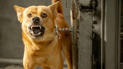 The Supreme Court on Monday highlighted the increasing cases of dog bite in Delhi that leads to rabies, impacting the vulnerable population. (Pixaby/Representational Image) The Supreme Court on Monday highlighted the increasing cases of dog bite in Delhi that leads to rabies, impacting the vulnerable population. (Pixaby/Representational Image)