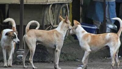 The report that prompted the court’s intervention concerned the attack on a minor child by a rabid dog. (File photo) The report that prompted the court’s intervention concerned the attack on a minor child by a rabid dog. (File photo)