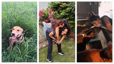 Disha Patani and Khushboo Patani spent time with cows during a farmhouse visit.