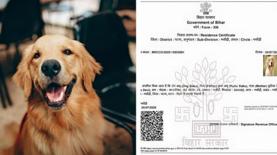 A residence certificate in the name of Dog Babu has sparked amusement on social media. A residence certificate in the name of Dog Babu has sparked amusement on social media.