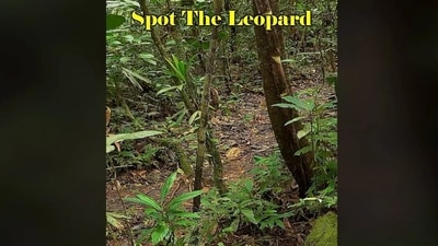 Can you spot the leopard? (Reddit) Can you spot the leopard? (Reddit)