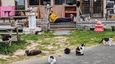 Internet users were left puzzled by an optical illusion that challenged them to count cats. (Reddit/rastroboy) Internet users were left puzzled by an optical illusion that challenged them to count cats. (Reddit/rastroboy)