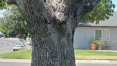 Reddit users were stumped by an optical illusion that challenged them to find a woodpecker hidden in a tree image. (Reddit/SCHFTW)