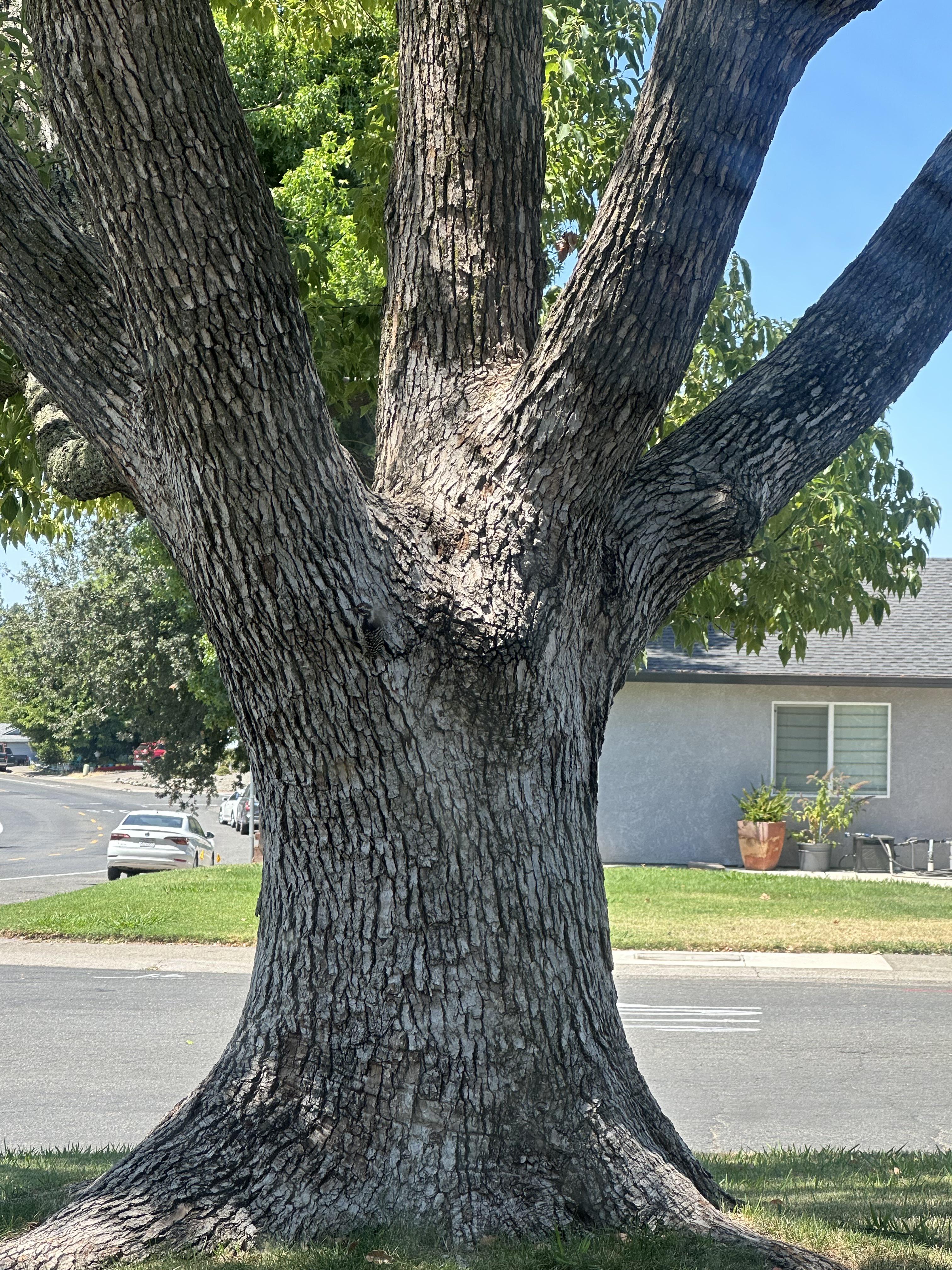 An optical illusion of a tree went viral as Reddit users tried to spot a hidden woodpecker camouflaged on the trunk. (Reddit/SCHFTW)