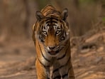 Tiger_1753774360572