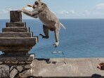 The Criminal Enterprise Run by Monkeys