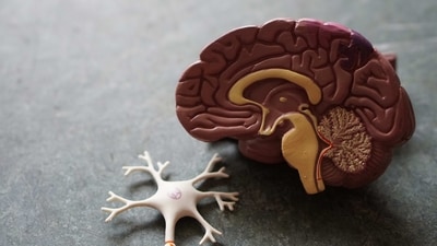 The effects of walking extend beyond mere physical exercise; they also have a positive impact on brain health (Unsplash) The effects of walking extend beyond mere physical exercise; they also have a positive impact on brain health (Unsplash)