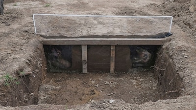 A view of a burial site of pig carcasses that are proxies for humans in research to help find people who have gone missing in Mexico. (AP) A view of a burial site of pig carcasses that are proxies for humans in research to help find people who have gone missing in Mexico. (AP)