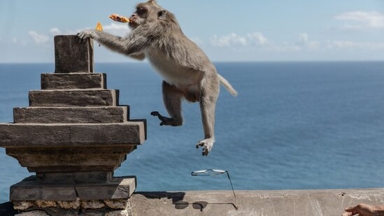 The Criminal Enterprise Run by Monkeys