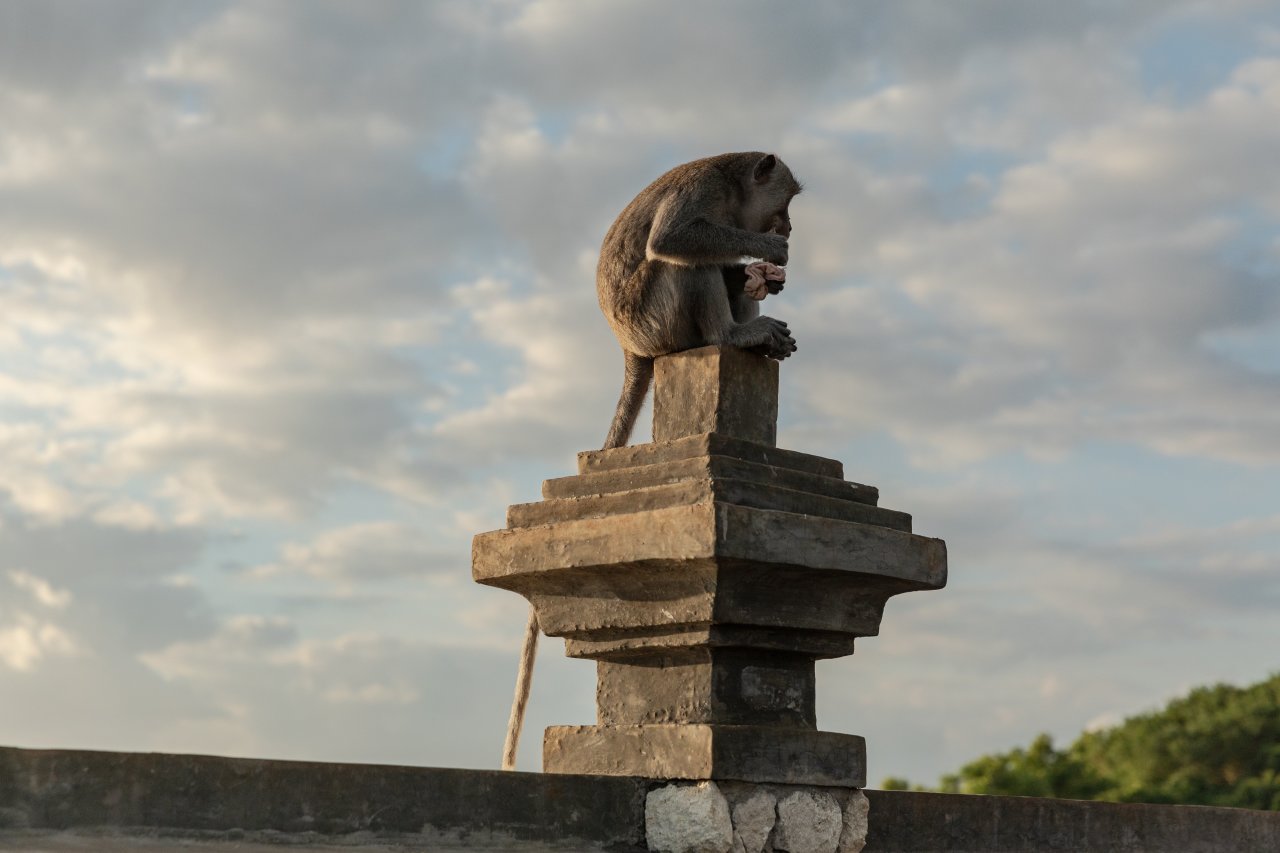 The Criminal Enterprise Run by Monkeys