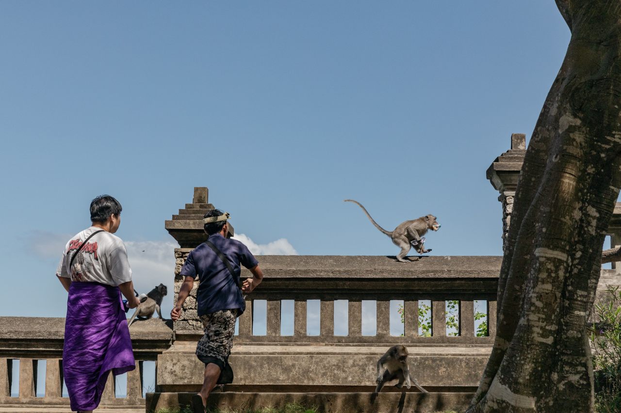 The Criminal Enterprise Run by Monkeys