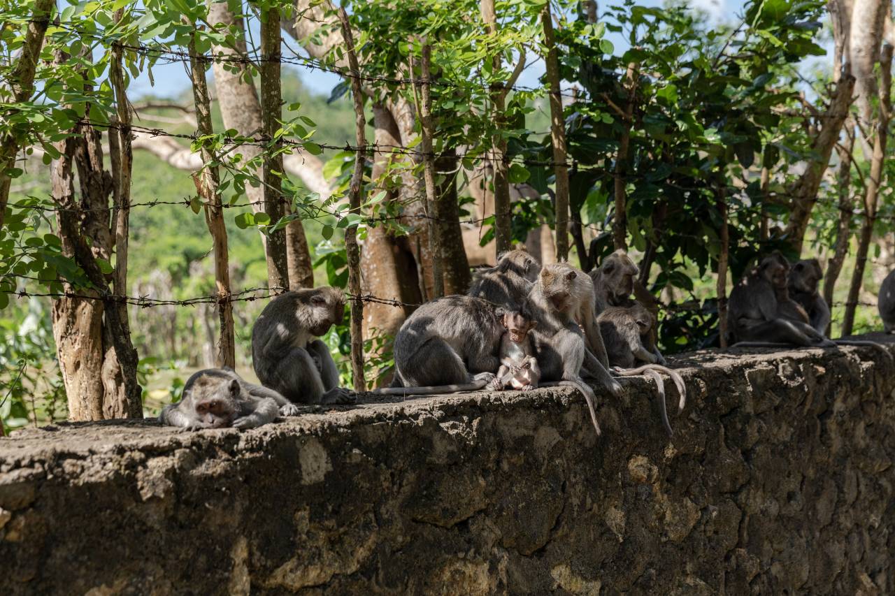 The Criminal Enterprise Run by Monkeys