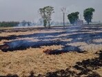 Earlier, a temporary Paddy Stubble Management Cell operated in Chandigarh from October 1 to November 30, 2024, during the critical residue burning period. (ANI)