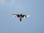 Two men arrested for strapping lights to pigeons to fake drone sightings in Muzaffarnagar.