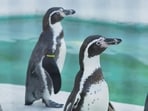 Penguin_1753865719940