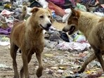 A pack of stray dogs killed a 70-year-old man in Bengaluru. (Pic for representation)