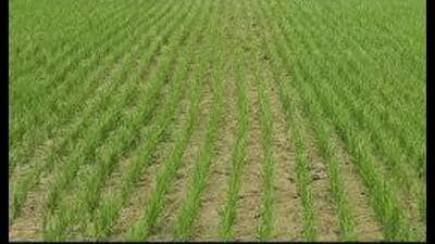 : The Punjab agriculture department is able to achieve only 58% of the targeted 5 lakh acres to be covered under the direct seeded rice (DSR) technique for paddy sowing this kharif season even as the overall acreage increased marginally from 2024-25. (File Photo) : The Punjab agriculture department is able to achieve only 58% of the targeted 5 lakh acres to be covered under the direct seeded rice (DSR) technique for paddy sowing this kharif season even as the overall acreage increased marginally from 2024-25. (File Photo)