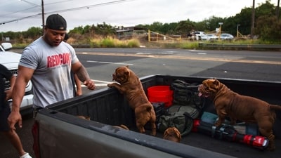 Ewa Beach resident CJ Jasper evacuates his family and their dogs to the side of Kunia Road to escape the tsunami threat Kapolei, Oahu, Hawaii, Tuesday, July 29, 2025. (AP photo/Michelle Bir) (AP) Ewa Beach resident CJ Jasper evacuates his family and their dogs to the side of Kunia Road to escape the tsunami threat Kapolei, Oahu, Hawaii, Tuesday, July 29, 2025. (AP photo/Michelle Bir) (AP)