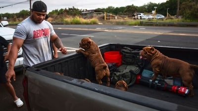 A Hawaiian resident makes sure that his four-legged family members are safe as he evacuates Kapolei in Oahu amid heightened tsunami threats in the region. (Michelle Bir/AP) A Hawaiian resident makes sure that his four-legged family members are safe as he evacuates Kapolei in Oahu amid heightened tsunami threats in the region. (Michelle Bir/AP)