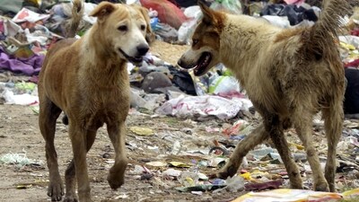 A pack of stray dogs killed a 70-year-old man in Bengaluru. (Pic for representation) A pack of stray dogs killed a 70-year-old man in Bengaluru. (Pic for representation)
