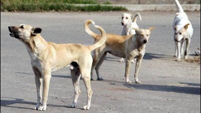To streamline efforts, the committee plans to roll out a constituency-wise sterilisation programme for community dogs. (HT Archive) To streamline efforts, the committee plans to roll out a constituency-wise sterilisation programme for community dogs. (HT Archive)