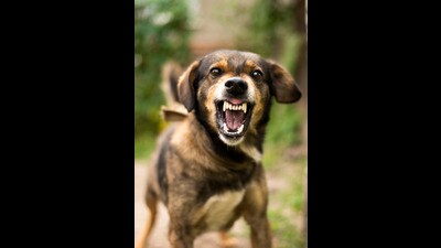 With an average of around 840 dog bite cases reported daily, Punjab has witnessed a sharp increase in incidents this year. In the first six months of 2025, the state has recorded over 1.5 lakh dog bite cases, with Amritsar, Ludhiana, and Patiala being as the worst-affected districts, accounting for nearly 36% or 53,432 cases. (Getty Images/iStockphoto/ Representational image) With an average of around 840 dog bite cases reported daily, Punjab has witnessed a sharp increase in incidents this year. In the first six months of 2025, the state has recorded over 1.5 lakh dog bite cases, with Amritsar, Ludhiana, and Patiala being as the worst-affected districts, accounting for nearly 36% or 53,432 cases. (Getty Images/iStockphoto/ Representational image)