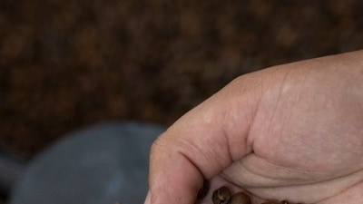 Brazilian arabica beans are the source for roughly 35% to 40% of the coffee consumed in the U.S. Brazilian arabica beans are the source for roughly 35% to 40% of the coffee consumed in the U.S.