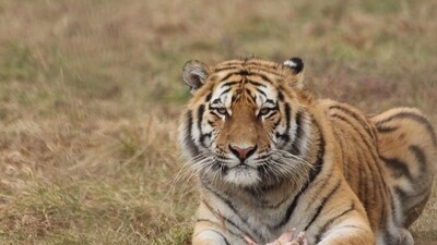 Population density of the tigers' prey, wild ungulate, has also shown an upward trend. (Pixabay/Representative image) Population density of the tigers' prey, wild ungulate, has also shown an upward trend. (Pixabay/Representative image)
