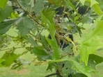 Chinar tree planted at Nehru Park in New Delhi’s Chanakyapuri. (RAJ K RAJ /HT PHOTO) Chinar tree planted at Nehru Park in New Delhi’s Chanakyapuri. (RAJ K RAJ /HT PHOTO)