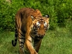 Nalvadi Krishnaraja Wadiyar had marked off 90 sq km of forest for the Venugopala Wildlife Park (today covering a whopping 900 sq km, known as the Bandipur Tiger Reserve), as part of a conservation process that had begun three decades earlier (HT archive)