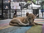  As a precautionary measure, three lionesses and six cubs have been isolated