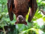 Massachusetts woman has bizarre encounter with a bat Massachusetts woman has bizarre encounter with a bat