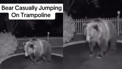 A debate sparked after a trampoline bear video was found to be AI-generated. (@ecosapiens/Instagram) A debate sparked after a trampoline bear video was found to be AI-generated. (@ecosapiens/Instagram)