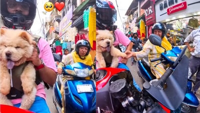 A Dehradun woman’s adorable reaction to spotting a Chow Chow has gone viral online. (@dragger_z900/Instagram) A Dehradun woman’s adorable reaction to spotting a Chow Chow has gone viral online. (@dragger_z900/Instagram)