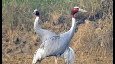 Improved habitats, local efforts drive growth; Kanpur Dehat sees 20% jump (S) Improved habitats, local efforts drive growth; Kanpur Dehat sees 20% jump (S)