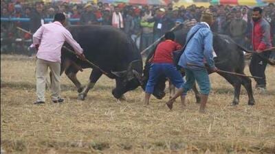 NGO People for Animals, filed a petition in 1996 against the government’s failure to act against bullfights. (Representative photo) NGO People for Animals, filed a petition in 1996 against the government’s failure to act against bullfights. (Representative photo)