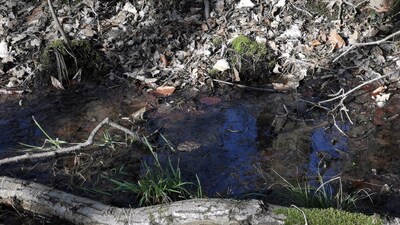 Optical illusion: The challenge asks users to find two perfectly camouflaged toads in a forest stream. (Reddit) Optical illusion: The challenge asks users to find two perfectly camouflaged toads in a forest stream. (Reddit)
