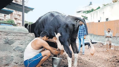 Pune, India - June 11, 2018: A man taking milk from cow at Sukhsagar nagar katraj in Pune, India, on Monday, June 11, 2018. (Photo by Rahul Raut/HT PHOTO) Pune, India - June 11, 2018: A man taking milk from cow at Sukhsagar nagar katraj in Pune, India, on Monday, June 11, 2018. (Photo by Rahul Raut/HT PHOTO)