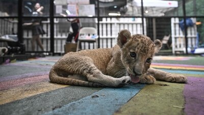 As a precautionary measure, three lionesses and six cubs have been isolated (AFP/Representational Image) As a precautionary measure, three lionesses and six cubs have been isolated (AFP/Representational Image)