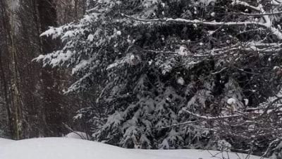 In this optical illusion, people have been asked to spot the hidden dog. In this optical illusion, people have been asked to spot the hidden dog.