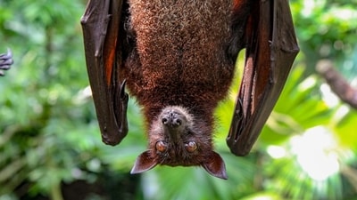Massachusetts woman has bizarre encounter with a bat (Unsplash)