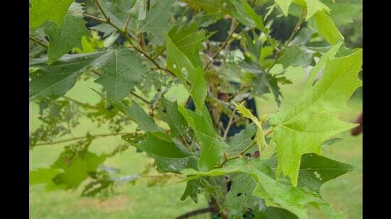 Chinar tree planted at Nehru Park in New Delhi’s Chanakyapuri. (RAJ K RAJ /HT PHOTO)