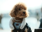 Dog_1754044963573
