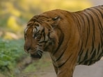 A rescue team from the Palamau Tiger Reserve (PTR) reached the location and successfully caged the animal. A rescue team from the Palamau Tiger Reserve (PTR) reached the location and successfully caged the animal.