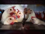India has experienced 41 outbreaks of bird flu, mainly in 10 states in 2025. 