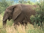 A woman, identified as Sanmet Bai, was trampled to death by an elephant which entered the premises of her house.